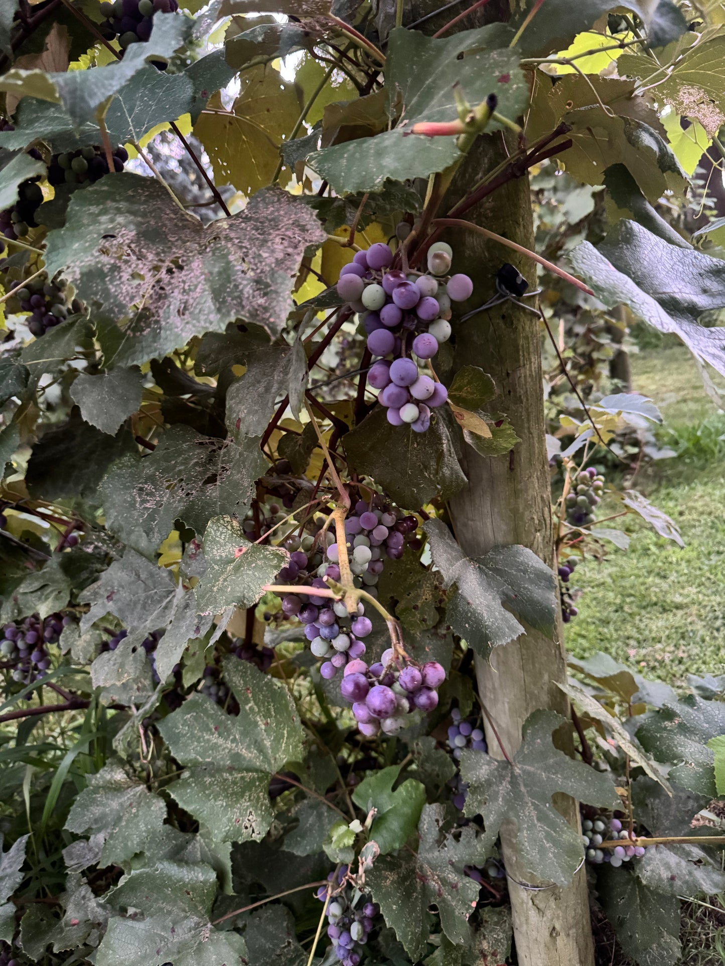 Blood of the Castle Wine (LIMITED ITEM)