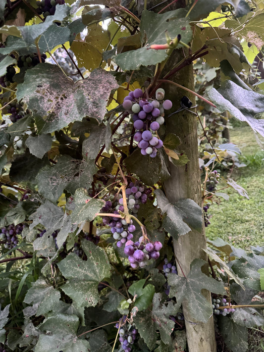 Blood of the Castle Wine (LIMITED ITEM)